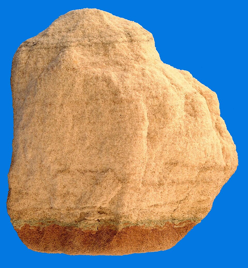 Arenaria