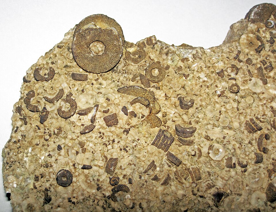 Calcare fossilifero