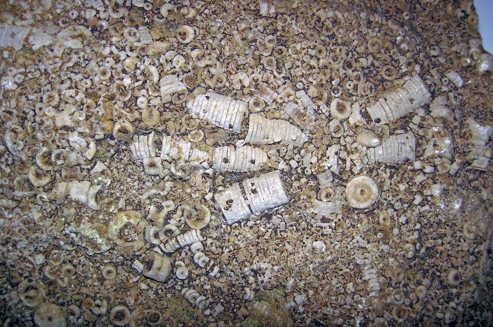 Encrinite